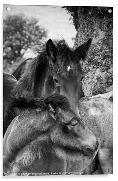 dales pony foals in black and white  Acrylic by Graham Mitchell