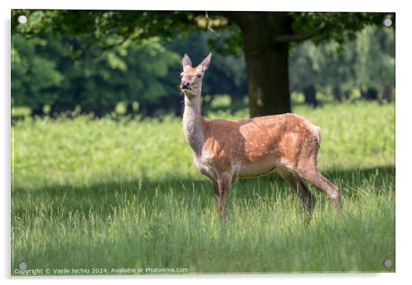 A deer standing on a lush green field Acrylic by Man And Life