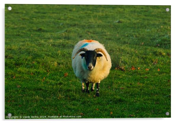 A herd of sheep standing on top of a lush green field Acrylic by Man And Life