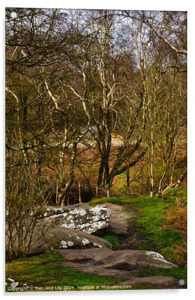 Tranquil forest scene with birch trees and a rocky path, showcasing the serene beauty of nature at Brimham Rocks, in North Yorkshire Acrylic by Man And Life