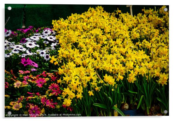 Vibrant garden scene with a lush display of yellow daffodils in the foreground, complemented by pink and white daisies, set against a green backdrop in York, North Yorkshire, England. Acrylic by Man And Life