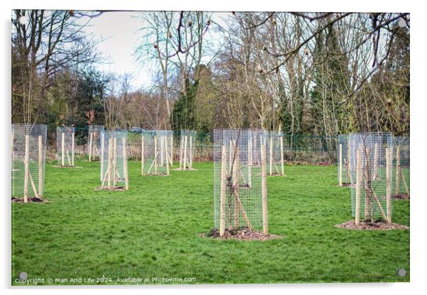 Young trees protected by wooden stakes and wire mesh in a green public park, showcasing urban reforestation and environmental conservation efforts in Harrogate, North Yorkshire. Acrylic by Man And Life