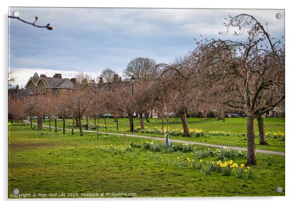 Tranquil park scene with blooming daffodils and bare trees, with a winding path and residential houses in the background under a cloudy sky in Harrogate, North Yorkshire. Acrylic by Man And Life