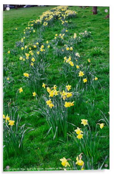 Vibrant yellow daffodils blooming along a winding path in a lush green park, signaling the arrival of spring. Acrylic by Man And Life