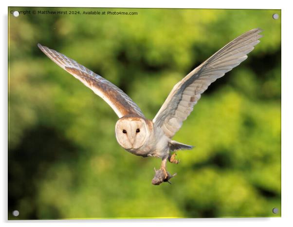 Barn Owl in Flight Acrylic by Matthew Hirst