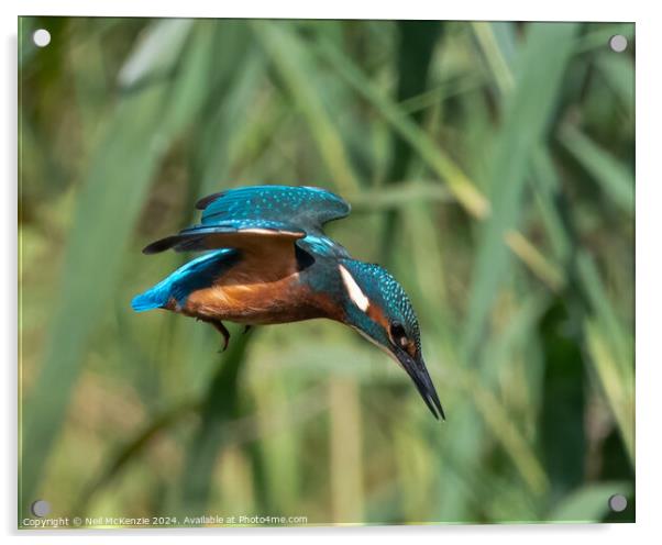 Kingfisher in flight Acrylic by Neil McKenzie