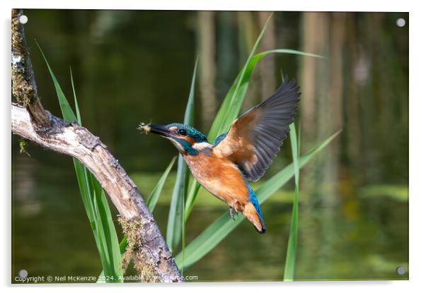 Kingfisher with it's catch  Acrylic by Neil McKenzie