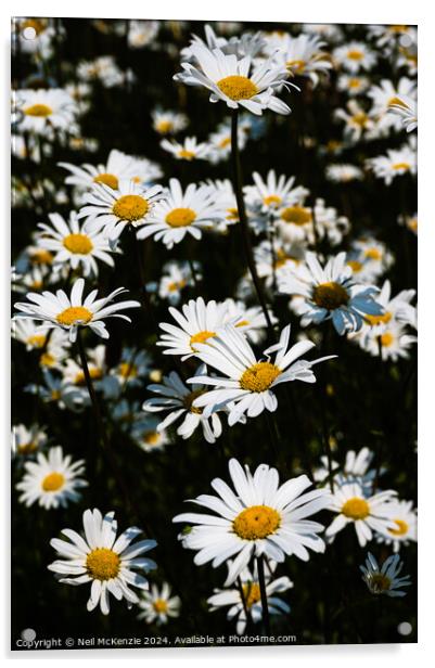 Oxeye daisies  Acrylic by Neil McKenzie