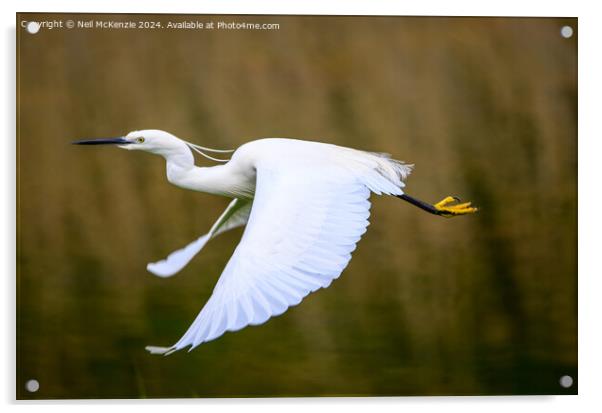 An Egret in flight Acrylic by Neil McKenzie
