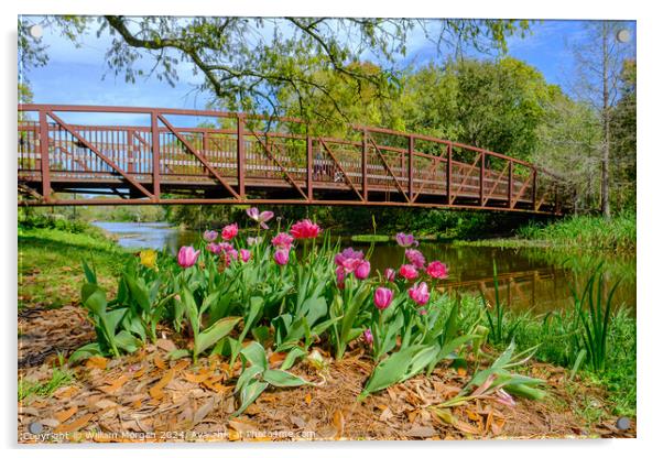 Spring Tulips and Foot Bridge in City Park Acrylic by William Morgan