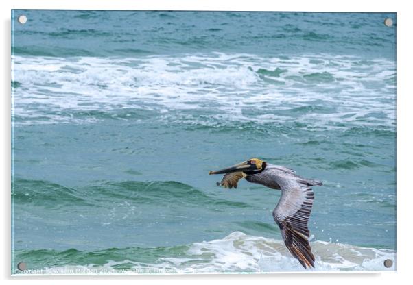 Brown Pelican Flies over the Gulf of Mexico Acrylic by William Morgan