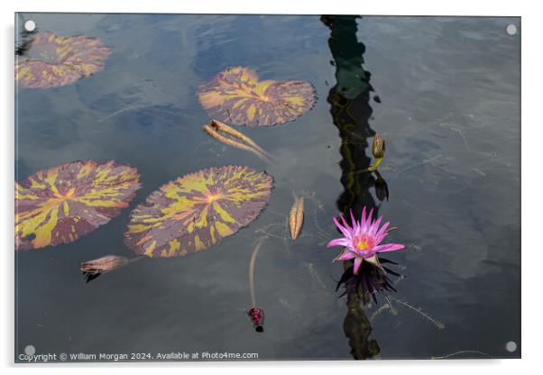 Pink Water Lily and Lily Pads in a Pond Acrylic by William Morgan