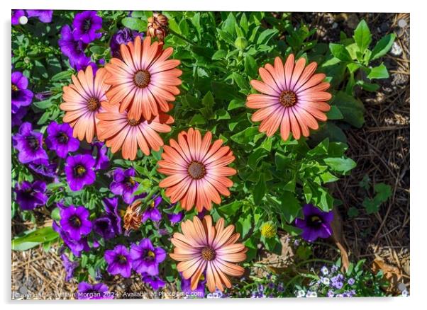 African Daisies Light Up a Flower Bed Acrylic by William Morgan