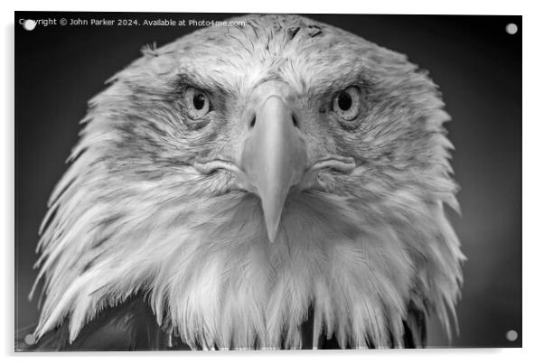 Bald Eagle portrait Acrylic by John Parker