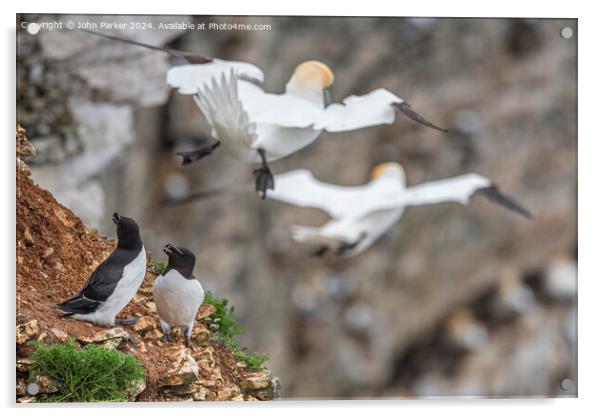 Bempton Cliffs - Gannet flypast. Acrylic by John Parker