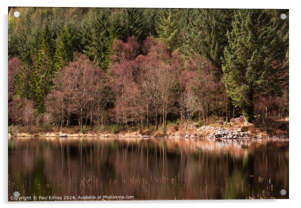 Tree reflections #1 Acrylic by Paul Edney