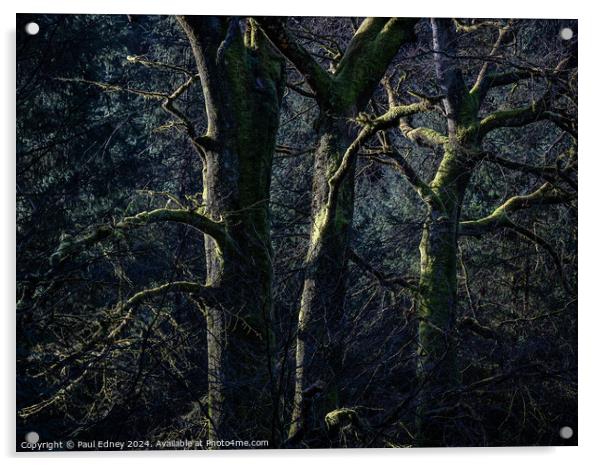 Sunlight on three bare trees Acrylic by Paul Edney