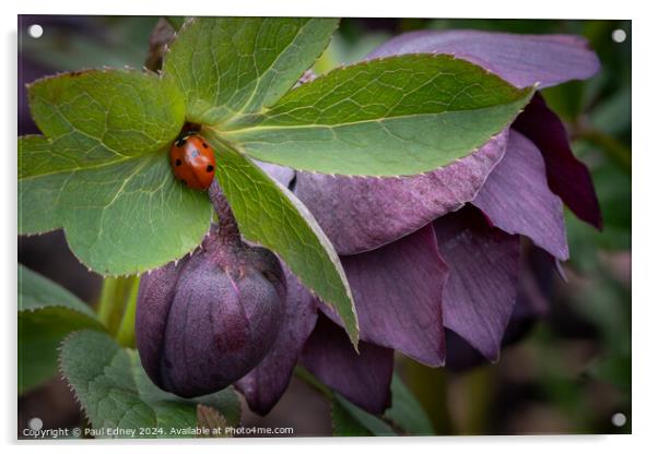 Ladybird visiting purple hellebore Acrylic by Paul Edney