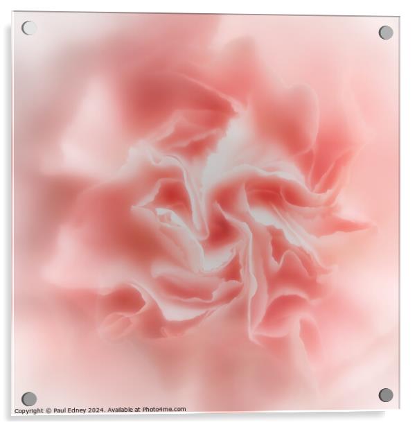 Abstract soft focus pink carnation  Acrylic by Paul Edney
