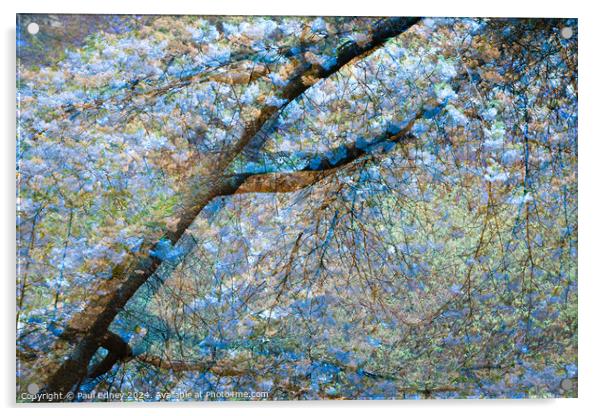 Multiple exposure tree blossom in blue and yellow Acrylic by Paul Edney
