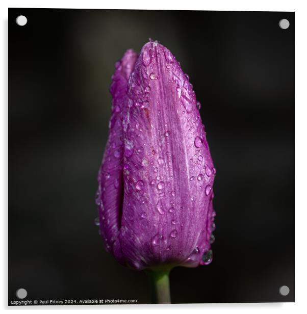 Portrait of a purple tulip with rain drops Acrylic by Paul Edney
