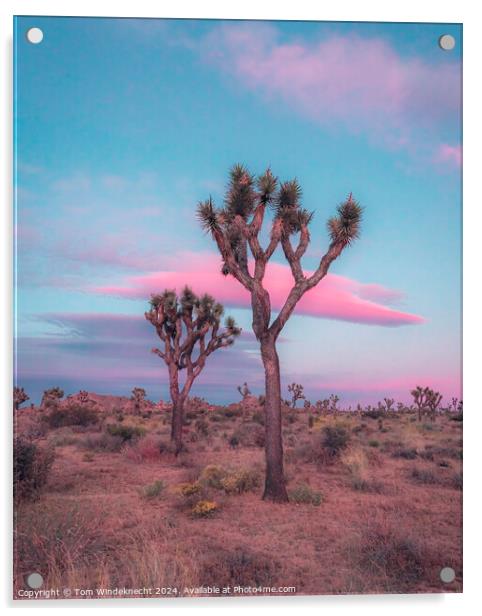 Dreamy Pastel Sunset in Joshua Tree Acrylic by Tom Windeknecht