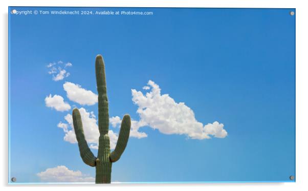 Lonely Saguaro Acrylic by Tom Windeknecht