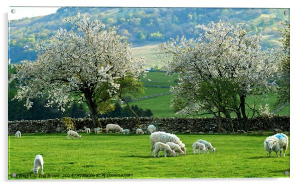 Ewes and lambs with Hawthorn blossom in ea Acrylic by Phil Brown