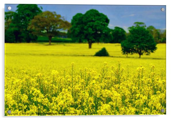 Oilseed rape in a field Acrylic by Phil Brown