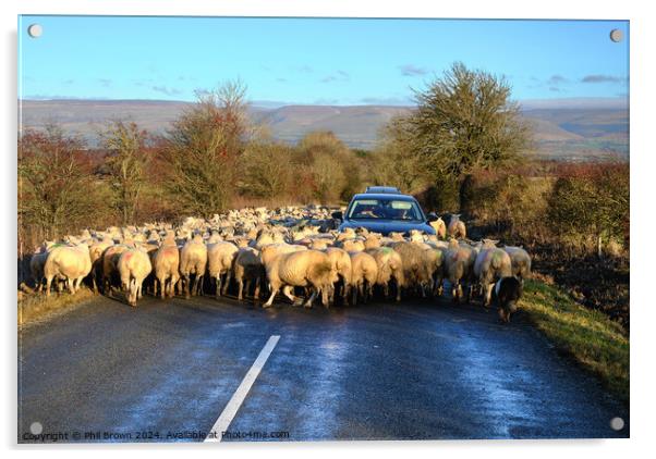 Sheep on the road Acrylic by Phil Brown