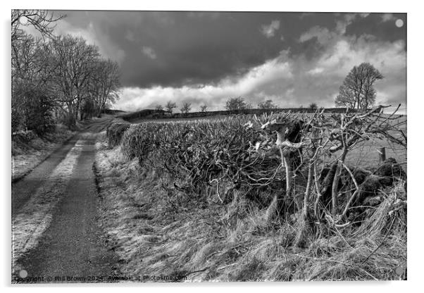 Trimmed field hedge in monochrome Acrylic by Phil Brown