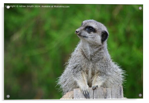 A close up of a meercat Acrylic by Adrian Smyth