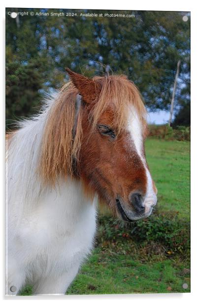 new forest pony Acrylic by Adrian Smyth