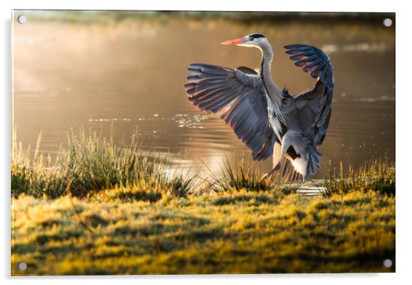 Landing Heron Acrylic by Martin Cunningham