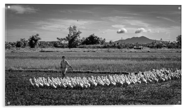 Duck farmer Herding his Flock Acrylic by David Harding