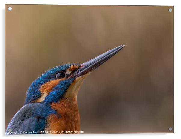 Kingfisher (male) Acrylic by Donna Smith