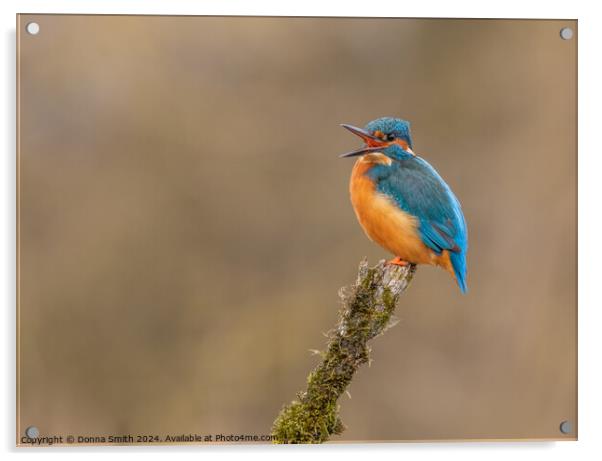 Kingfisher Acrylic by Donna Smith