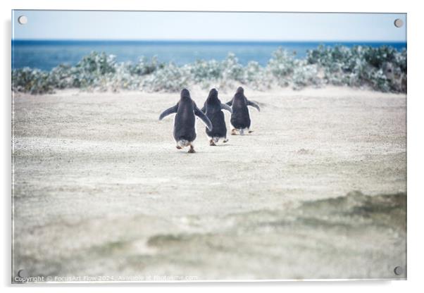 Gentoo Penguins Marching to the Sea at Volunteer Point Acrylic by FocusArt Flow