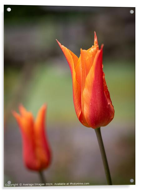 Two orange tulips Acrylic by Average Images