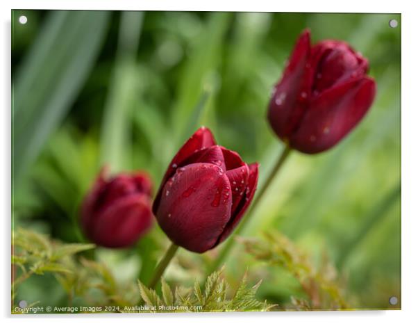 Three burgundy tulips Acrylic by Average Images