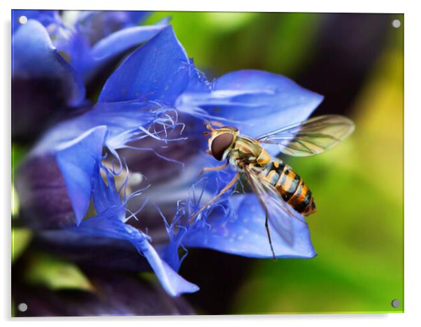 Gentian and Friend Acrylic by Karl Oparka