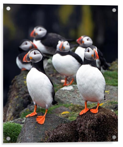 A Posse of Puffins Acrylic by Karl Oparka