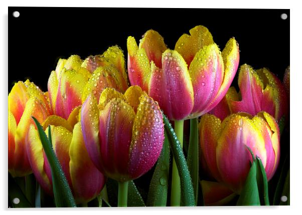 Tulips Acrylic by Karl Oparka