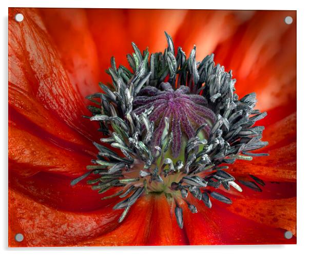 Red Poppy Acrylic by Karl Oparka