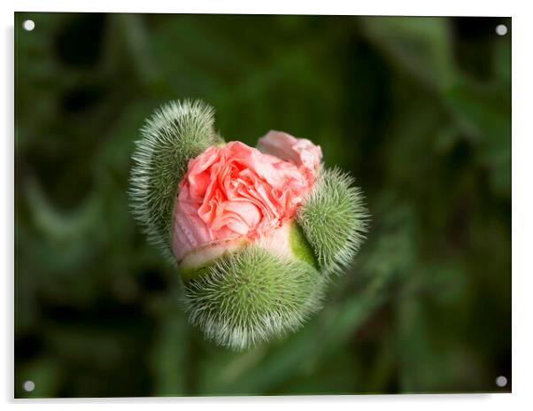 Poppy Bud Acrylic by Karl Oparka