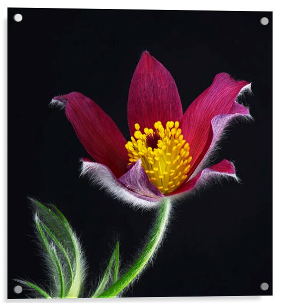 Pulsatilla Flower Acrylic by Karl Oparka