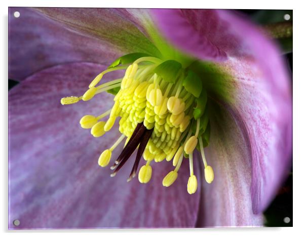 Hellebores Flower Acrylic by Karl Oparka