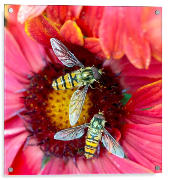 Hoverflies pollinating a red flower Acrylic by Karl Oparka