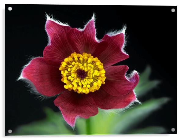 Pulsatilla flower Acrylic by Karl Oparka