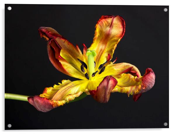 Picture of a senescing tulip flower Acrylic by Karl Oparka